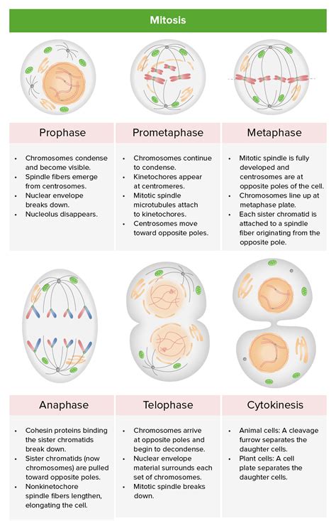 The cell cycle and mitosis review (article) .